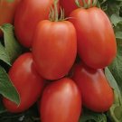 50 Roma Tomato Seeds Heirloom  NonGmo  Seed Store 1026 Buy Seeds Online