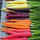 300 Rainbow Carrot Seeds Heirloomseedguy 2025 NonGmo Buy Seeds Online