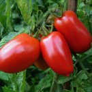 30 San Marzano Tomato Seeds, NonGmo, Italian Pasting, Determinate,  Buy Seeds Online