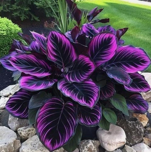 25 Seeds Purple Tip Calathea Couture Flower Indoor or Outdoor Beautiful Plant Buy Seeds Online