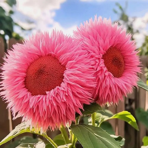 50 Rare Pink Enchanting Giant Teddy Bear Sunflower Seeds Buy Seeds Online