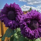 50  Purple Enchanting Giant Teddy Bear Sunflower Seeds Buy Seeds Online