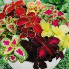 Coleus Rainbow Mix Flower Seeds Non Gmo Fresh Harvest  Buy Seeds Online