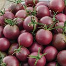 30 Black Cherry Tomato Seeds Nongmo  Seed Store 1028 Buy Seeds Online