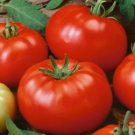 50 Beefsteak Tomato Seeds Heirloom / Nongmo  Seed Store 1020 Buy Seeds Online