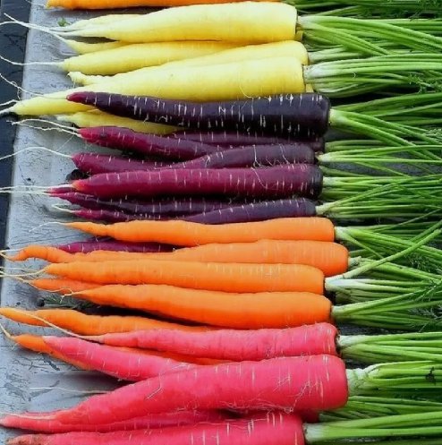 300 Rainbow Carrot Seeds Heirloomseedguy 2025 Non-Gmo Buy Seeds Online