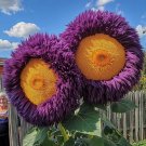 50 Rare Yellow & Purple Enchanting Giant Teddy Bear Sunflower Seeds Buy Seeds Online