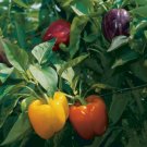 25 Rainbow Bell Pepper Seeds Capsicum Anuum Non-Gmo Variety Sizes  Buy Seeds Online
