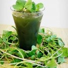 500 Pennywort Seeds Gotu Kola  Centella Asiatica Rau Ma Seeds Asian Vegies Buy Seeds Online