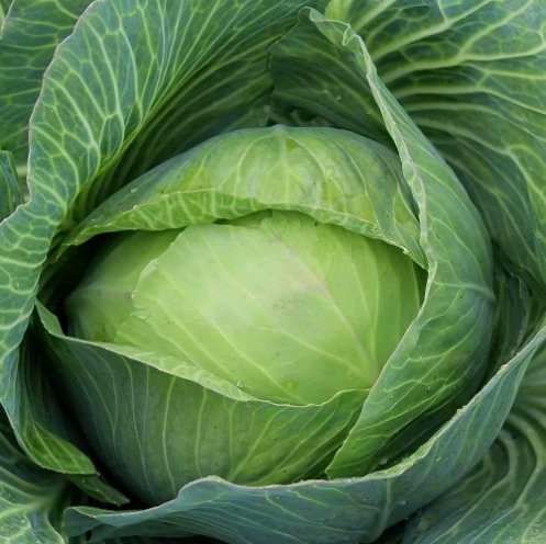 250 Golden Acre Cabbage Seeds Non-Gmo Variety Sizes  Buy Seeds Online