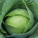 250 Golden Acre Cabbage Seeds Non-Gmo Variety Sizes  Buy Seeds Online