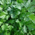 250 Italian Giant Parsley Seeds Non-Gmo Heirloom Flat-Leaf Parsley   Buy Seeds Online