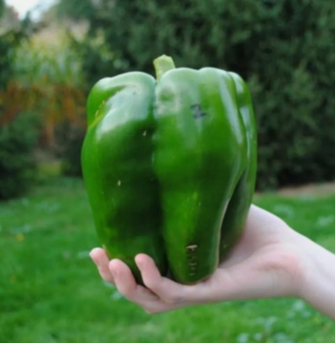 30 Emerald Giant Bell Pepper Seeds Sweet Non Gmo Heirloom Organic Buy Seeds Online