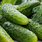30 Boston Pickling Cucumber Seeds Green Prolific Gherkin NonGmo  Buy Seeds Online