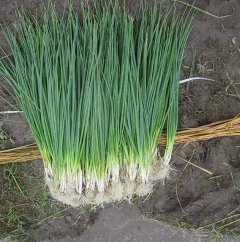 250 White Lisbon Bunching Onion Seeds Scallions NonGmo Heirloom Buy Seeds Online