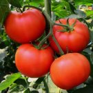 50 Homestead Tomato Seeds, NON-GMO, Heirloom, Determinate, Variety Sizes Buy Seeds Online