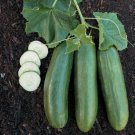 30 Straight Eight Cucumber Seeds NonGmo Heirloom Variety Sizes Buy Seeds Online