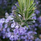 50 Rosemary Seeds NonGmo Heirloom Variety Sizes Anthos  Buy Seeds Online