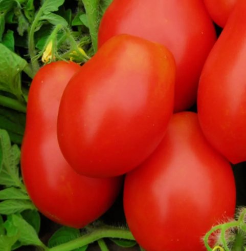 50 Roma Vf Tomato Seeds NonGmo Tomato Seeds Fresh Heirloom Vegetable Seeds Buy Seeds Online