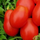 50 Roma Vf Tomato Seeds NonGmo Tomato Seeds Fresh Heirloom Vegetable Seeds Buy Seeds Online