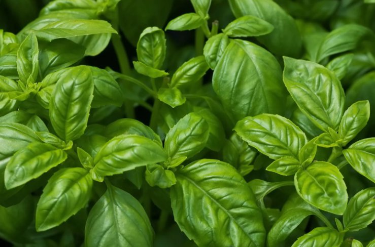 250 Sweet Basil Seeds Nongmo Common Basil Easy Grow Herb Buy Seeds Online