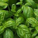 250 Sweet Basil Seeds Nongmo Common Basil Easy Grow Herb Buy Seeds Online