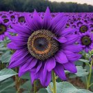 50 Rare Purple Sunflower Seeds ‘Violet Majesty’ Buy Seeds Online