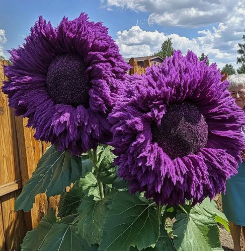 50 Rare Purple Enchanting Giant Teddy Bear Sunflower Seeds Buy Seeds Online