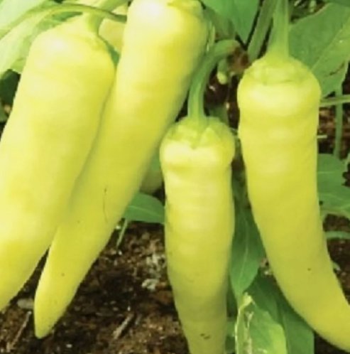 25 Sweet Banana Pepper Seeds Nongmo Pepper Seeds Fresh Heirloom Garden Seeds Buy Seeds Online