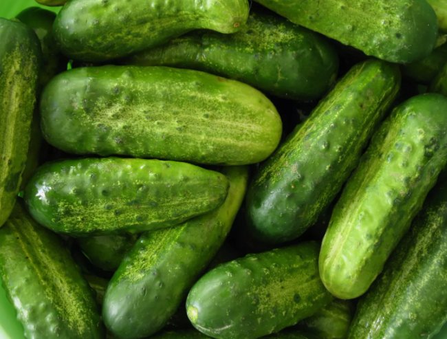 30 Homemade Pickles Cucumber Seeds Nongmo Heirloom Variety Sizes Buy Seeds Online