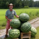 12 Florida Giant Watermelon Seeds  Heirloom  Non Gmo  Organic  Rare Buy Seeds Online