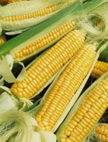 15 Early Golden Bantam Sweet Corn Seeds Nongmo Heirloom  Buy Seeds Online