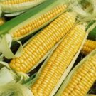 15 Early Golden Bantam Sweet Corn Seeds Nongmo Heirloom  Buy Seeds Online