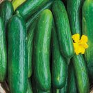 30 Beit Alpha Cucumber Seeds Persian Or Lebanese Cucumber Burpless Buy Seeds Online