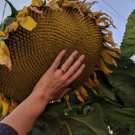 50 Mammoth Grey Stripe Sunflower Seeds Huge Giant Large Sunflowers -Fresh Buy Seeds Online