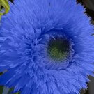 50 Blue Teddy Bear Sunflower Seeds Stunning Annual Blooms For Your Garden Buy Seeds Online
