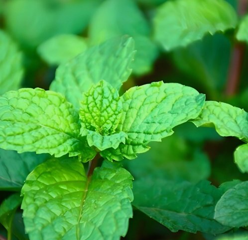 1200 Non-Gmo Heirloom Herb Mint Seeds Mentha Spicata Buy Seeds Online