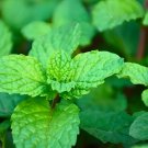 1200 Non-Gmo Heirloom Herb Mint Seeds Mentha Spicata Buy Seeds Online
