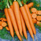300 Tendersweet Carrot Seeds Beta Carotene Vitamin A Non-Gmo Buy Seeds Online
