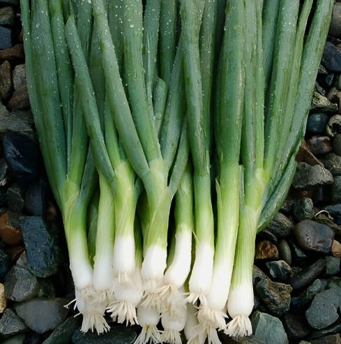 200 Evergreen Bunching Onion Seeds Heirloomseedguy 2025 Non-Gmo Buy Seeds Online