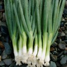 200 Evergreen Bunching Onion Seeds Heirloomseedguy 2025 Non-Gmo Buy Seeds Online