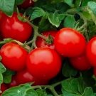 50 Cherry Tomato Seeds Large Heirloom Tomato Seeds Non-Gmo Vegetable Seeds Buy Seeds Online