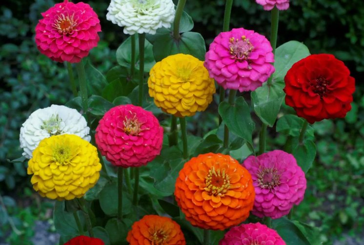 50 Lilliput Zinnia Seeds Mix Zinnia Elegans Non-Gmo Colorful  Buy Seeds Online