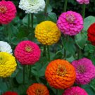 50 Lilliput Zinnia Seeds Mix Zinnia Elegans Non-Gmo Colorful  Buy Seeds Online