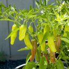 30 Golden Greek Pepperoncini Pepper Seeds Heirloom Non-Gmo  1000 Buy Seeds Online