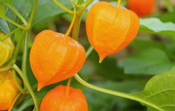 50 Ground Cherry 50 Seeds Non-Gmo Cape Gooseberry Chinese Lantern  Buy Seeds Online