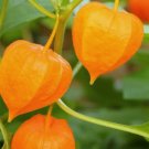 50 Ground Cherry 50 Seeds Non-Gmo Cape Gooseberry Chinese Lantern  Buy Seeds Online