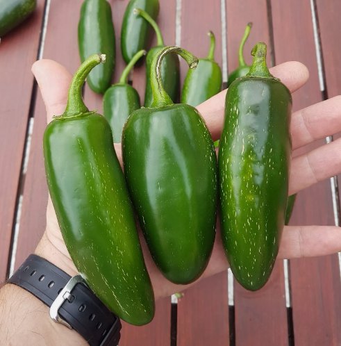100 Mammoth Jalapeno Hot Pepper Seeds Organic Non Gmo Buy Seeds Online