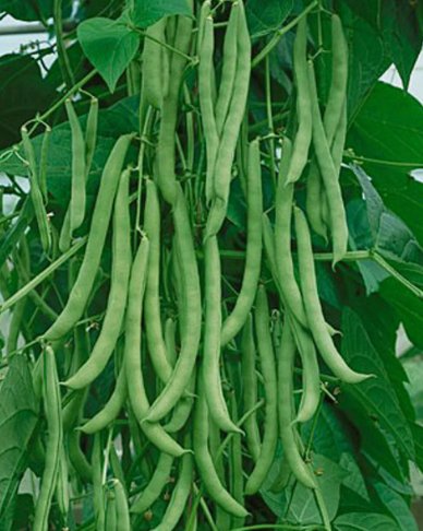 7 Kentucky Wonder Pole Green Bean Seeds NonGmo High Yielding  Buy Seeds Online