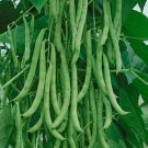 7 Kentucky Wonder Pole Green Bean Seeds NonGmo High Yielding  Buy Seeds Online